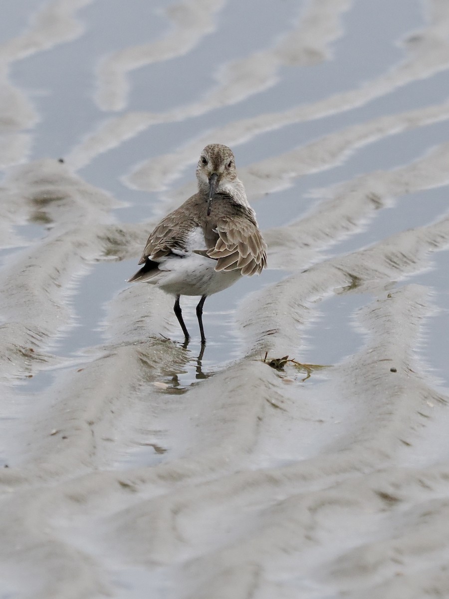 Alpenstrandläufer - ML647104724