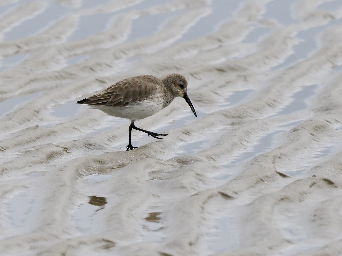 Alpenstrandläufer - ML647104725