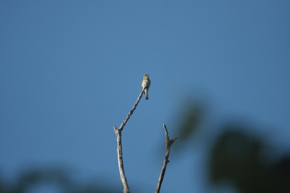 Eastern Wood-Pewee - ML647104726