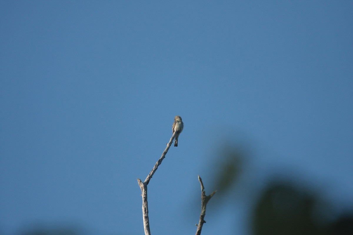 Eastern Wood-Pewee - ML647104727
