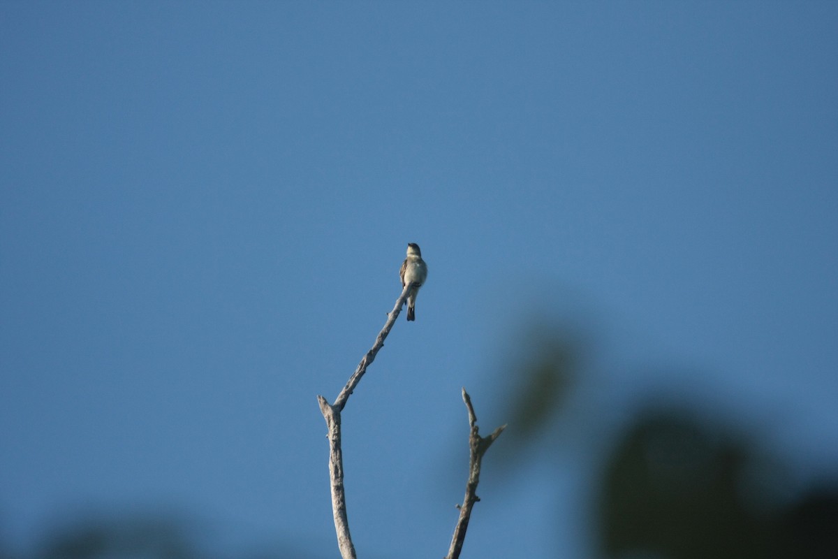 Eastern Wood-Pewee - ML647104729