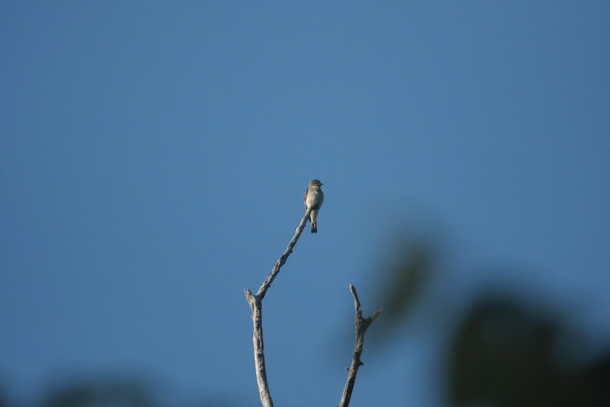 Eastern Wood-Pewee - ML647104730