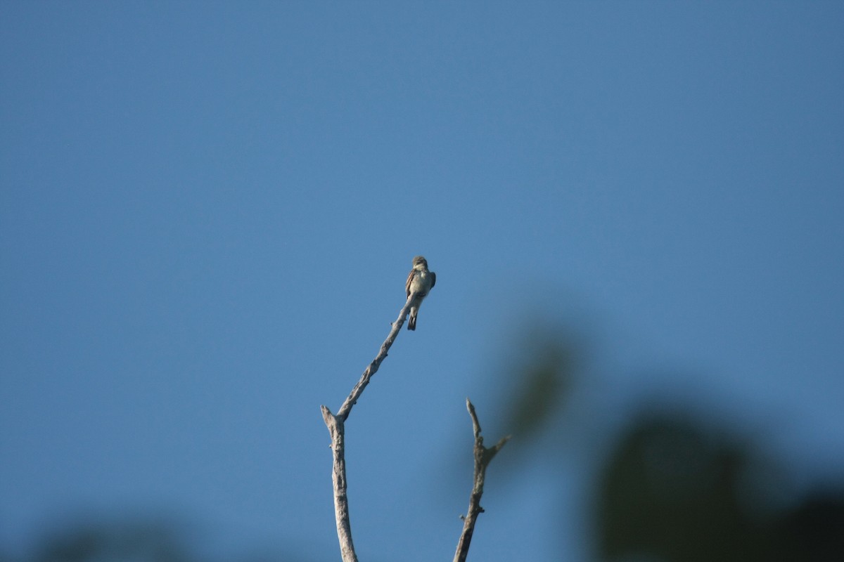 Eastern Wood-Pewee - ML647104731