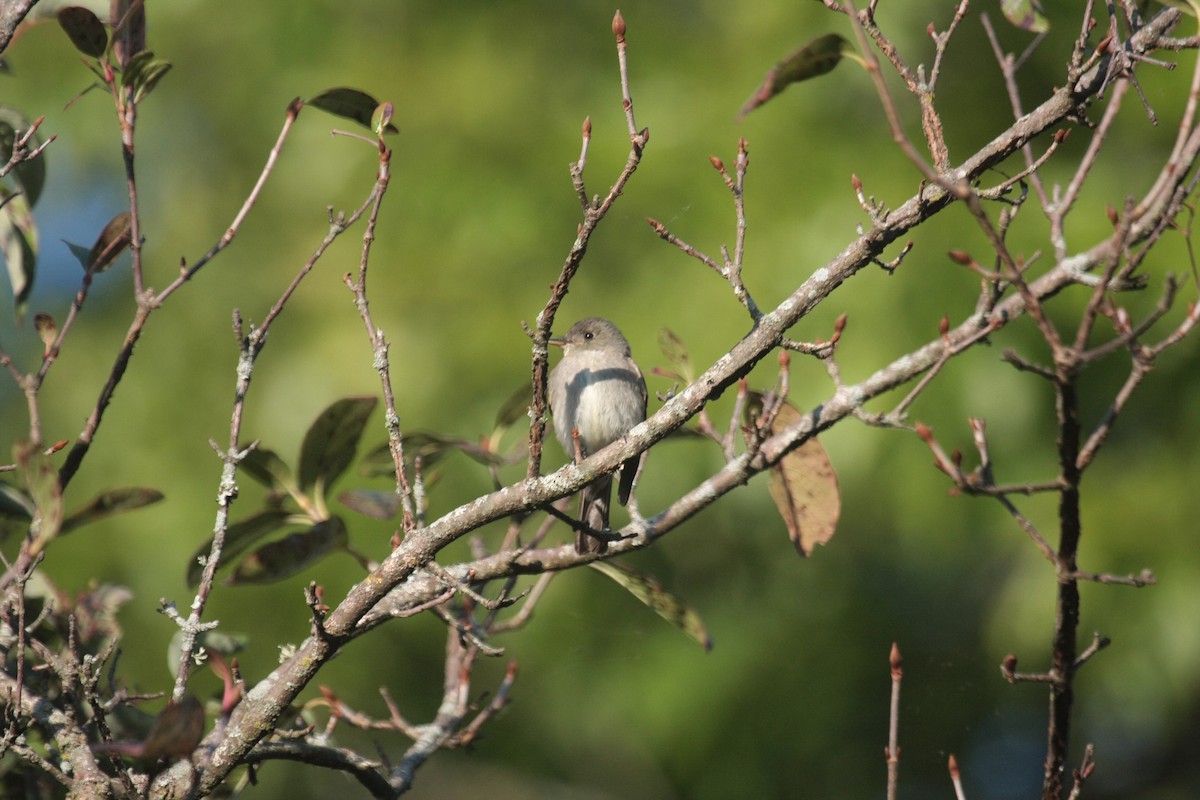 Eastern Wood-Pewee - ML647104733