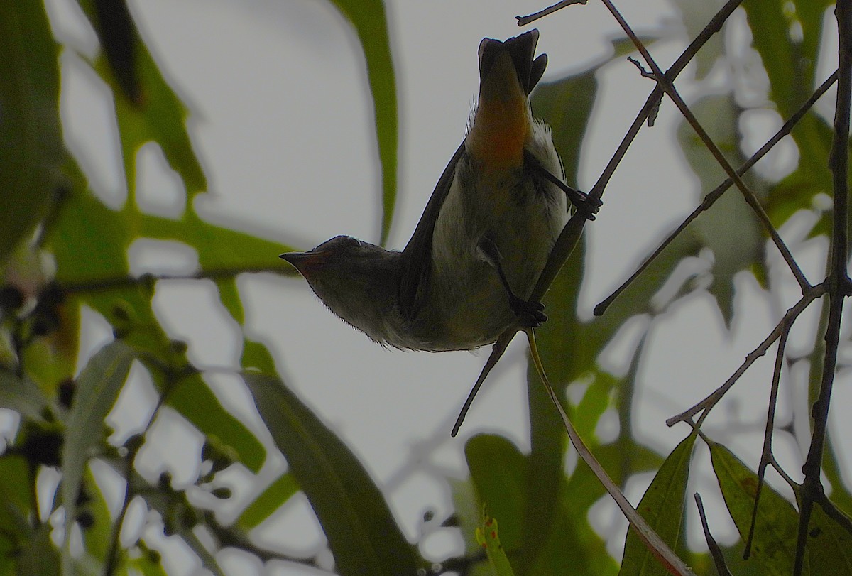 Mistletoebird - ML647104736