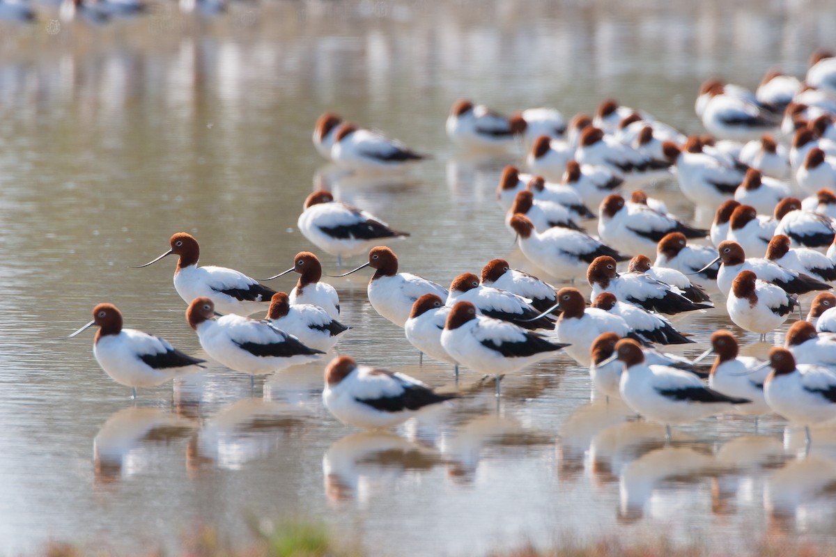 Red-necked Avocet - ML647104739