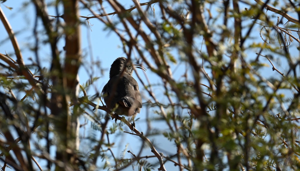 Crissal Thrasher - ML647104743