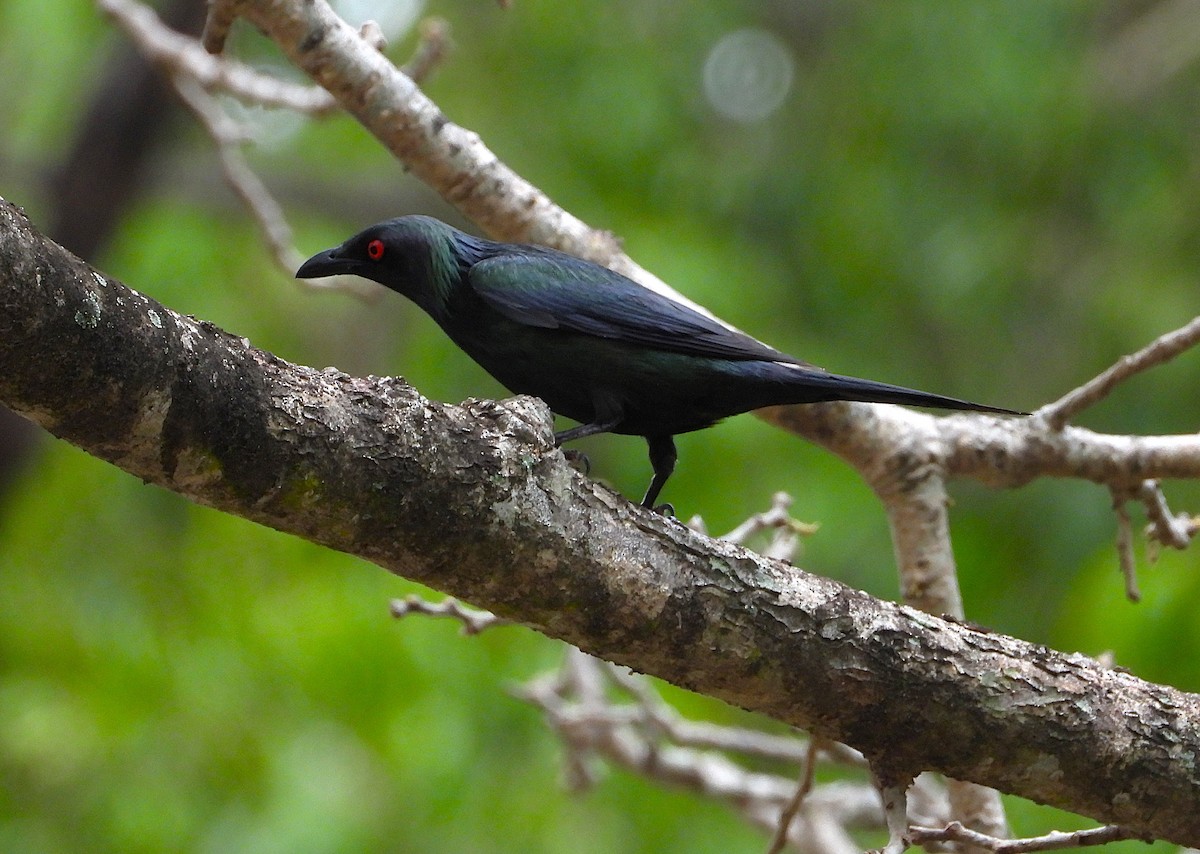 špaček lesklý - ML647104746