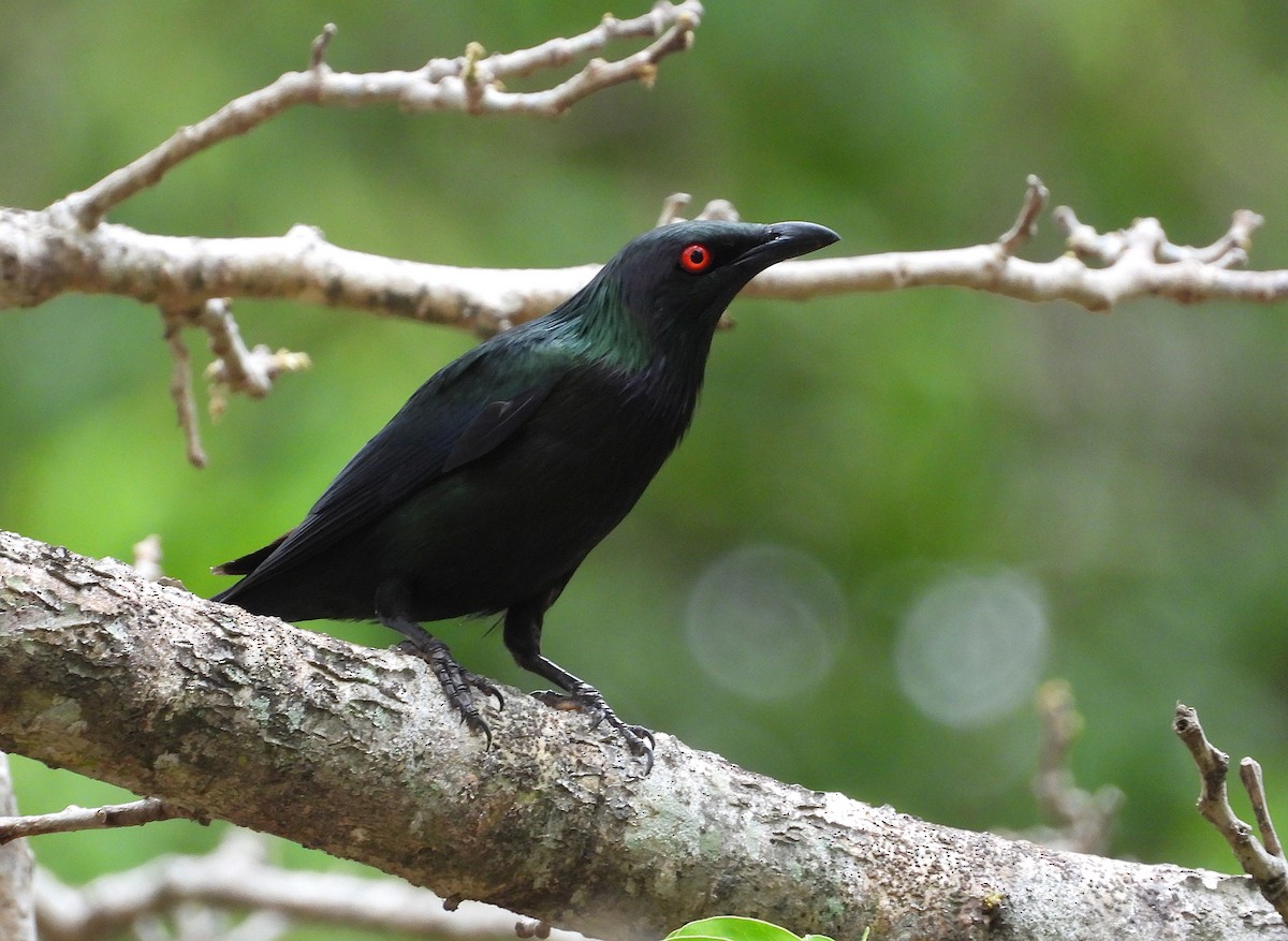 špaček lesklý - ML647104747