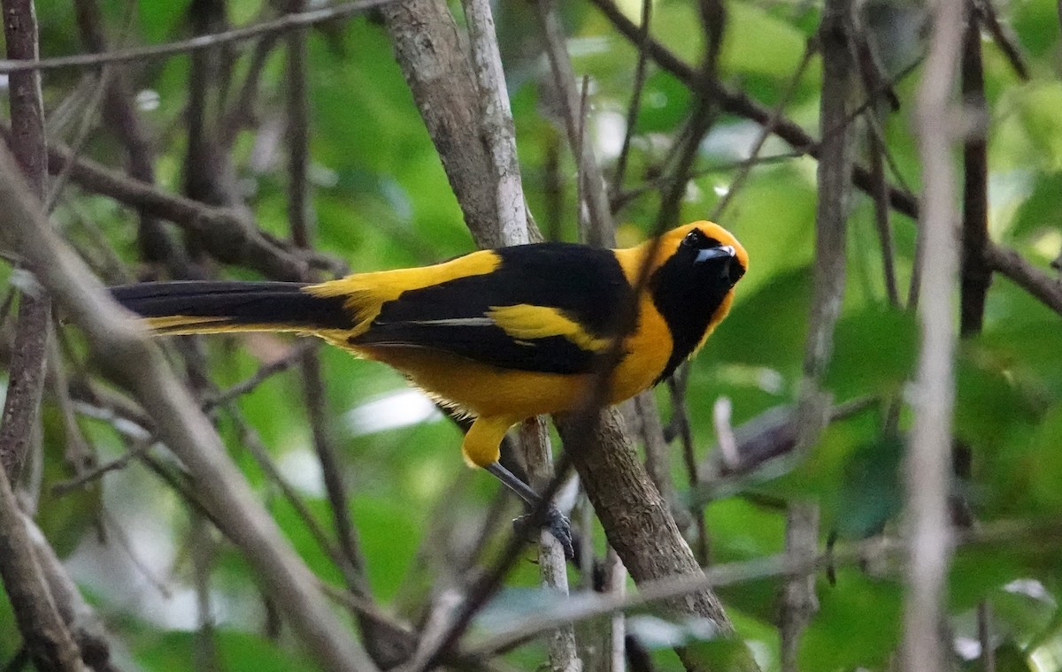 Yellow-tailed Oriole - ML647104748
