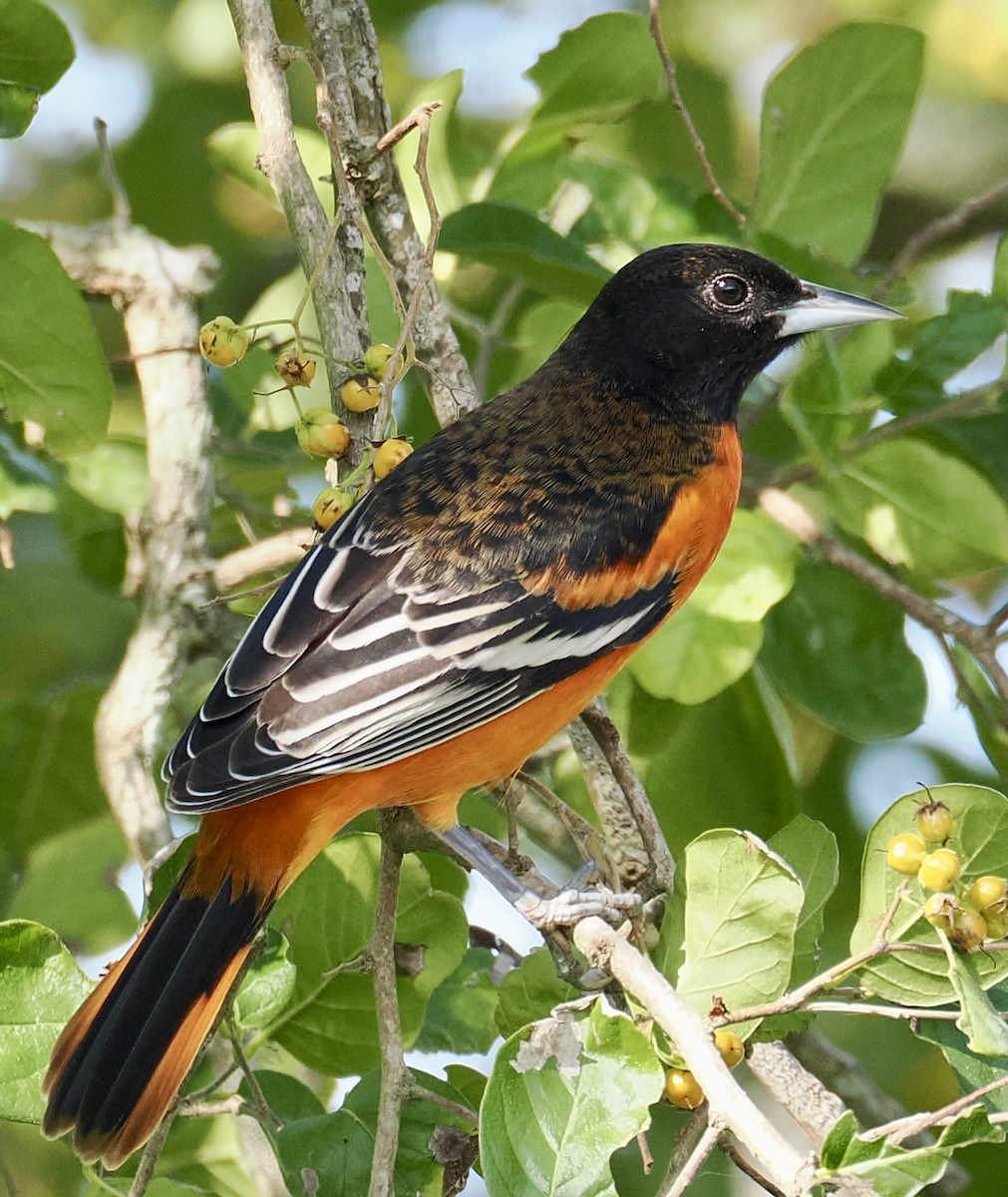 Baltimoretrupial - ML647104754