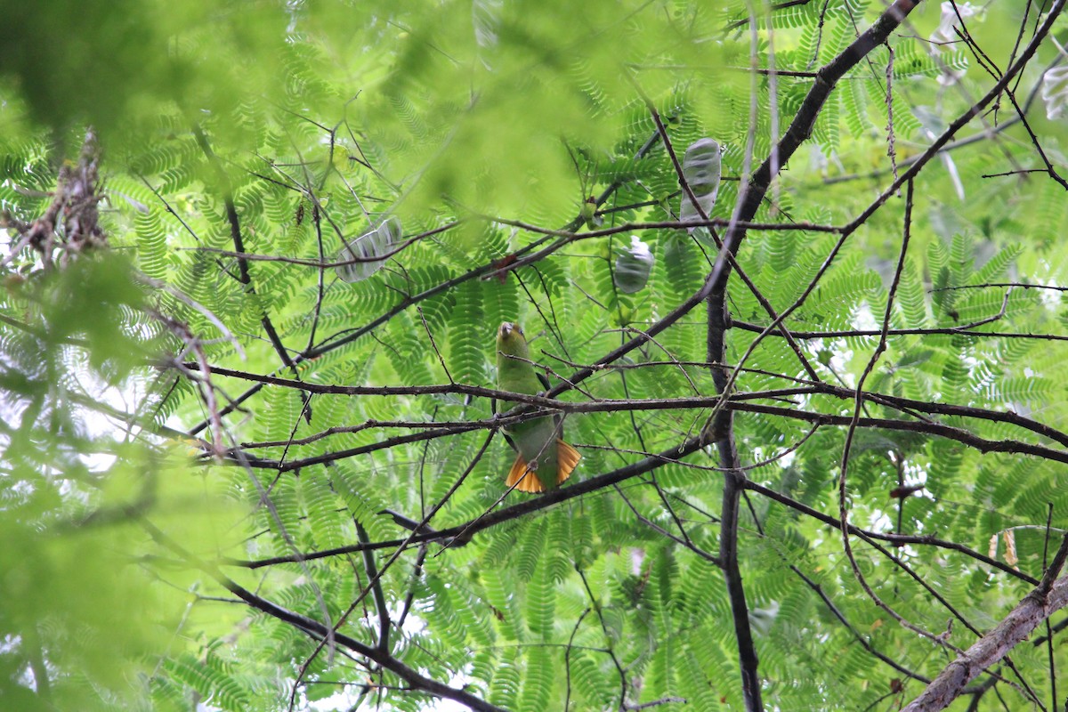 Golden-tailed Parrotlet - ML647104759