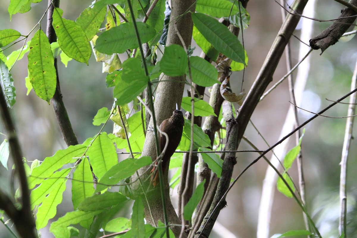 Ceara Woodcreeper - ML647104767