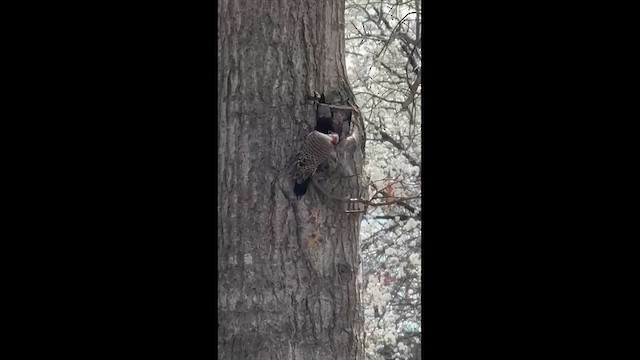 Northern Flicker - ML647104776