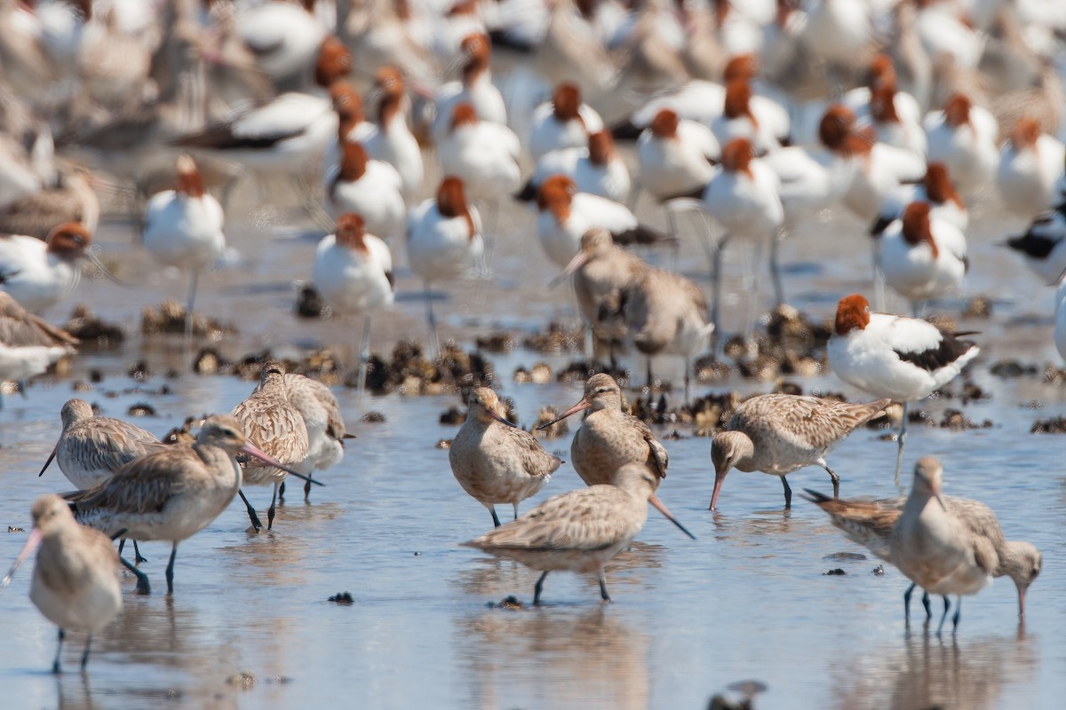 לימוזה חומת-בטן - ML647104777