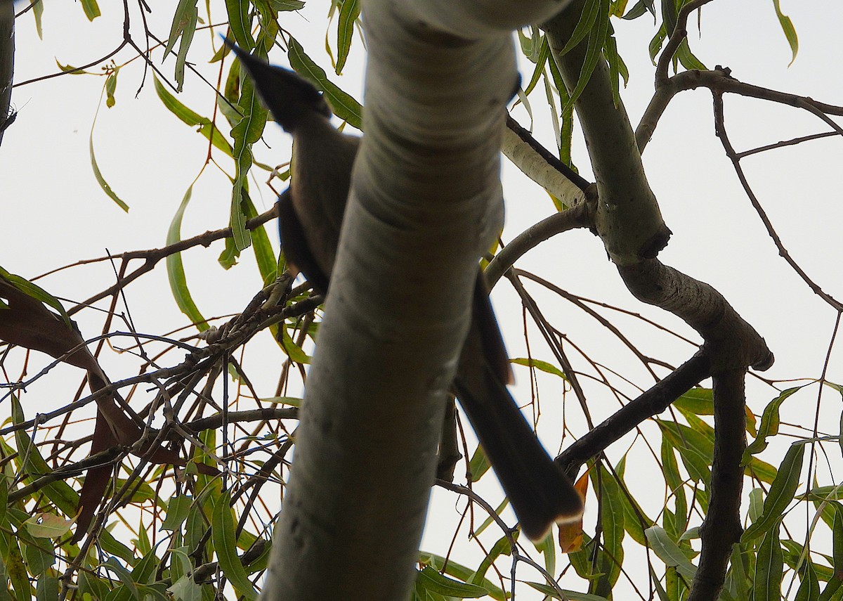 Helmeted Friarbird - ML647104778