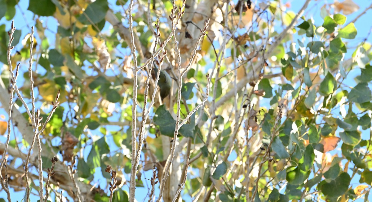 Червоїд світлобровий - ML647104783