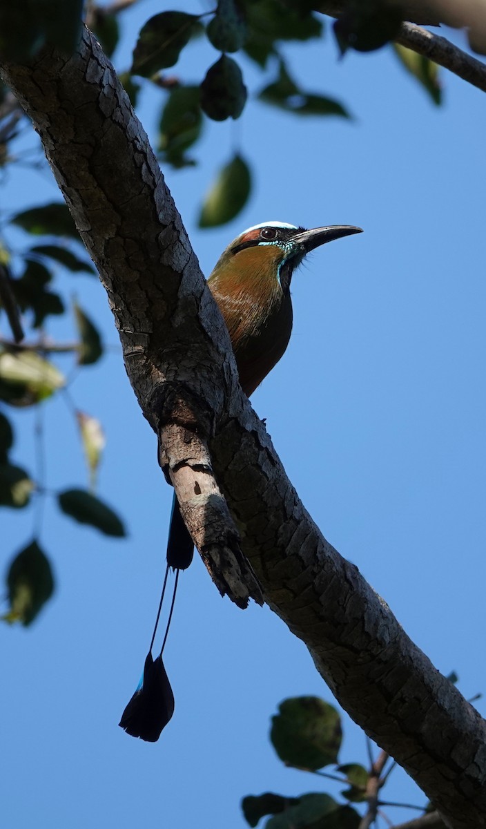 Момот рудочеревий - ML647104784