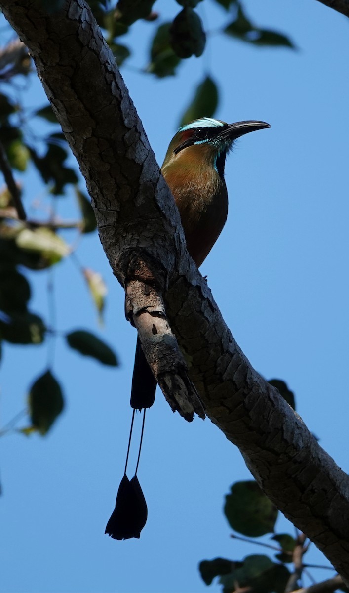 Момот рудочеревий - ML647104785