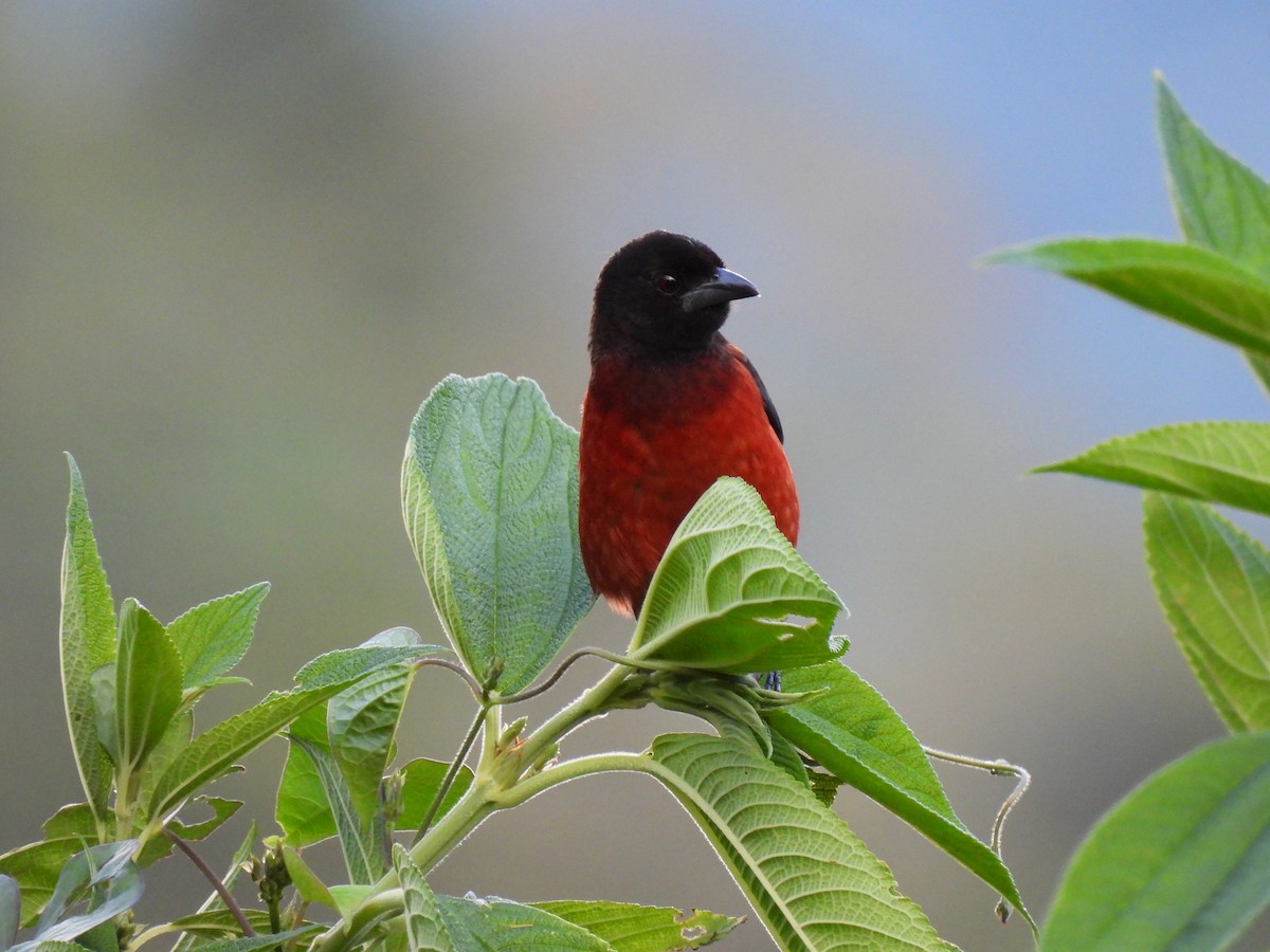 Crimson-backed Tanager - ML647104790