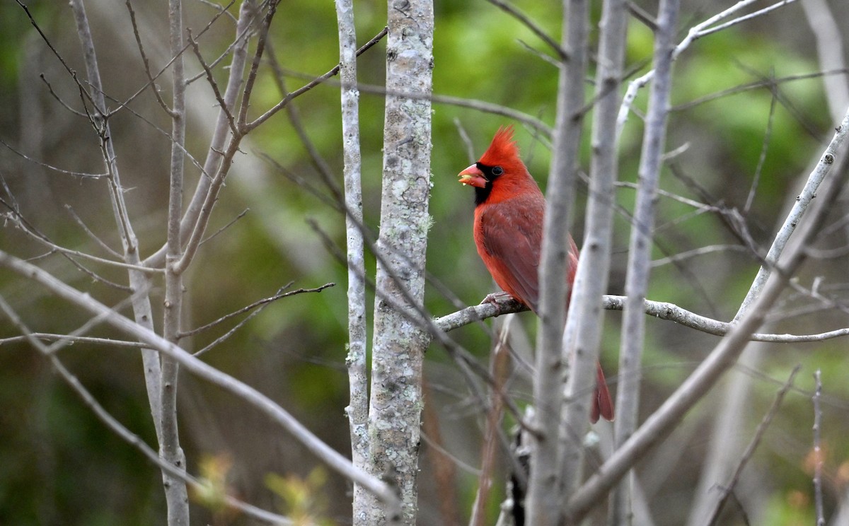 קרדינל צפוני - ML647104791