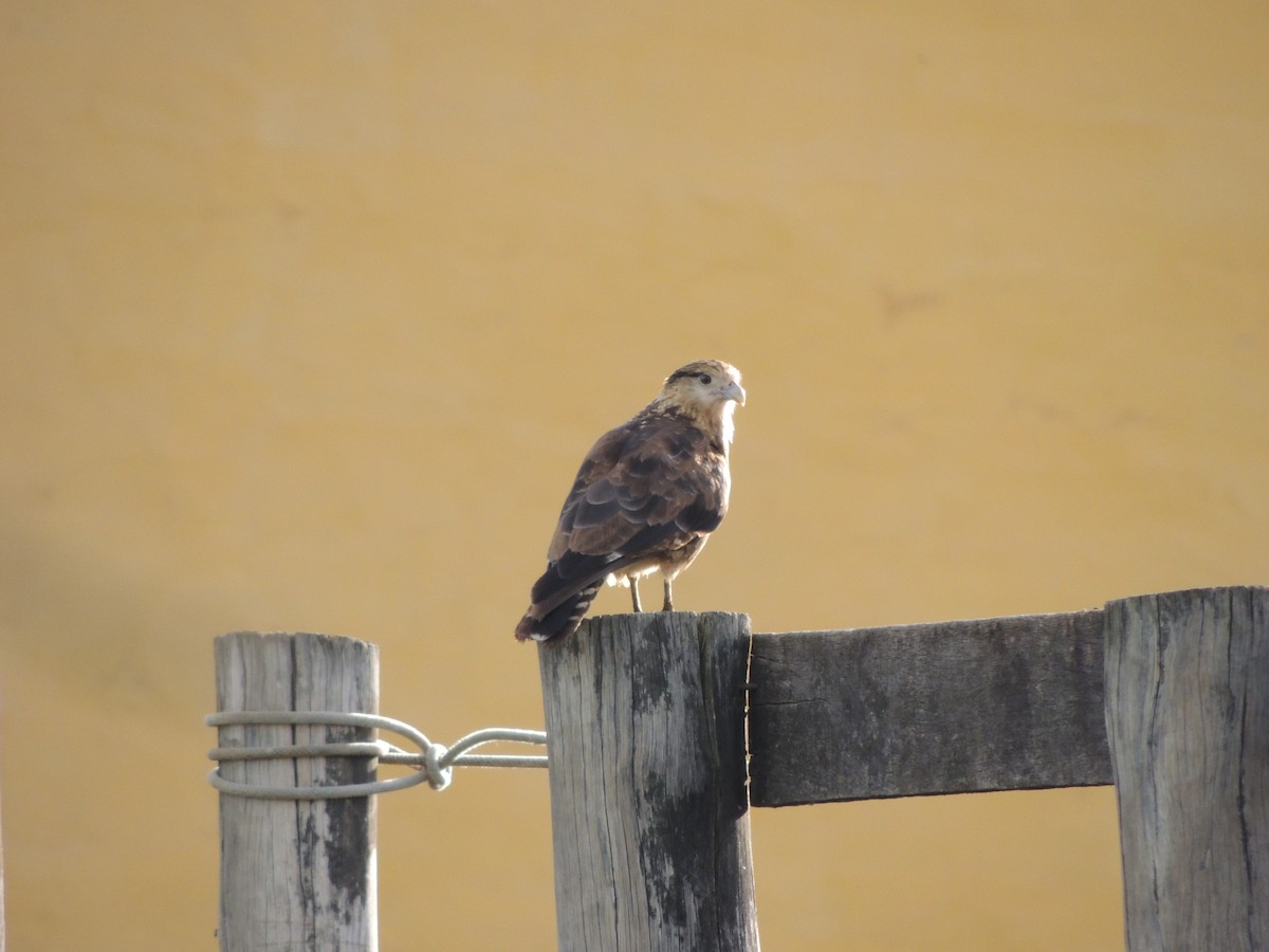 Yellow-headed Caracara - ML647104792