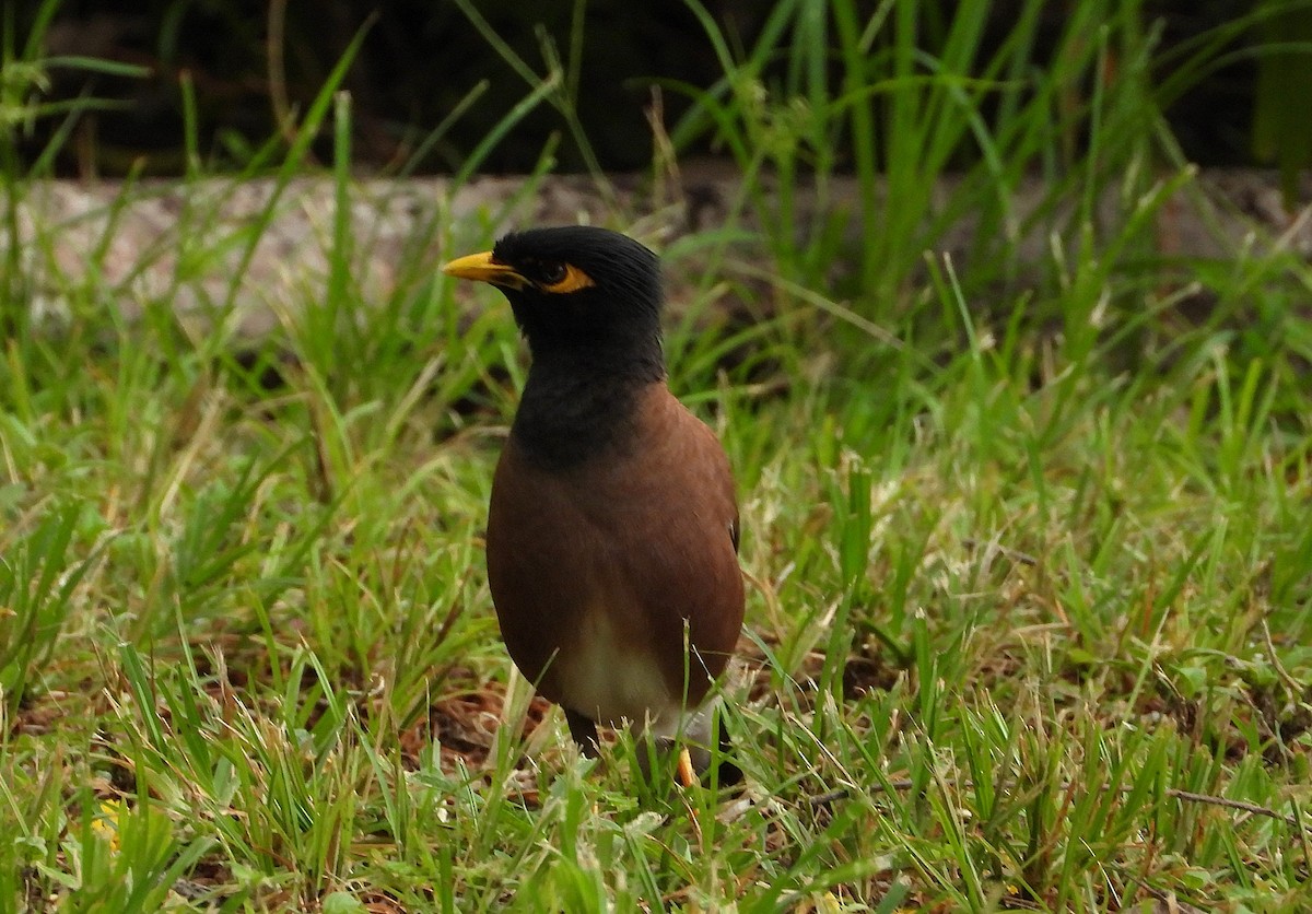 מיינה מצויה - ML647104793