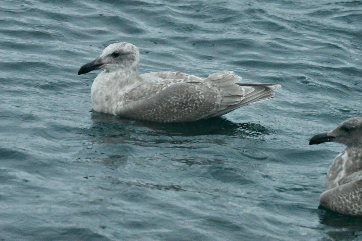 שחף אפור-כנף - ML647104794