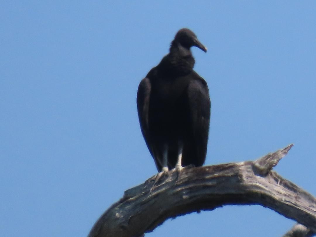 Black Vulture - ML647104795