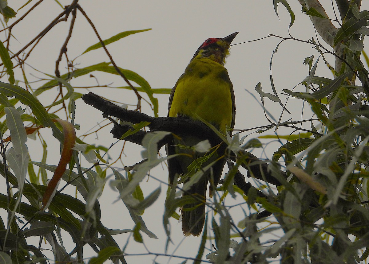 Australasian Figbird - ML647104796