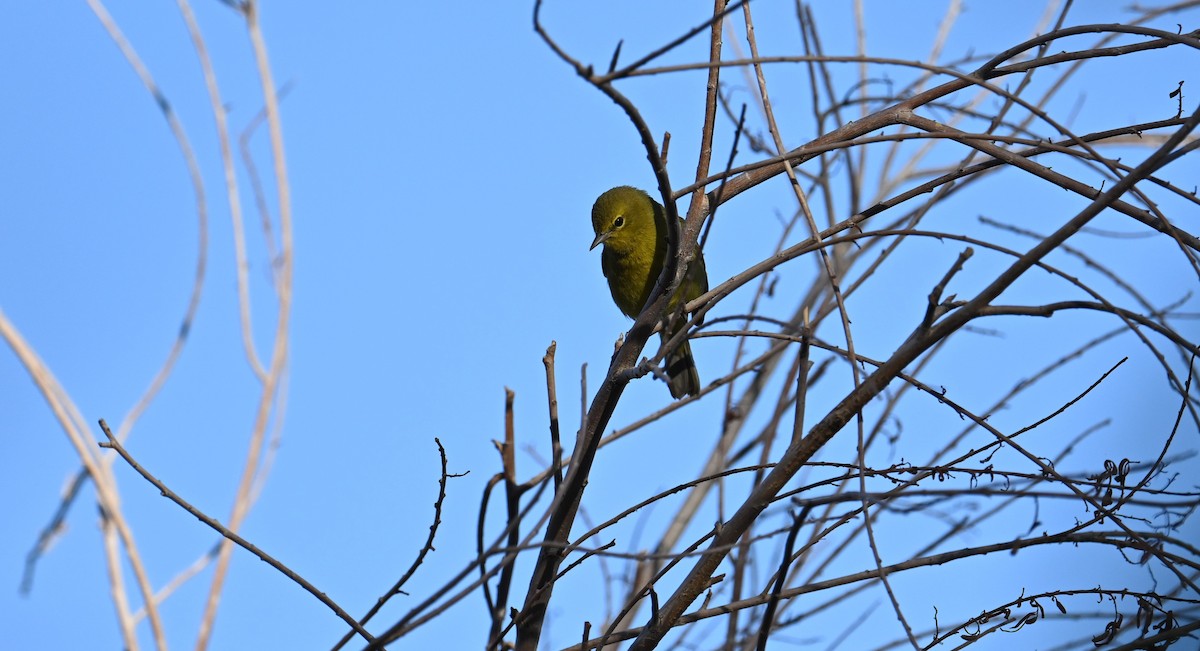 Orange-crowned Warbler - ML647104797
