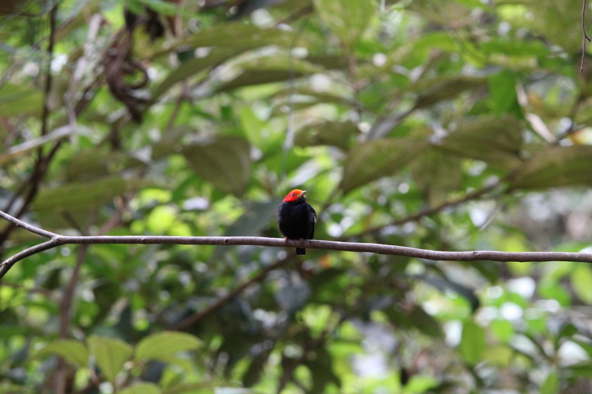 Red-headed Manakin - ML647104798