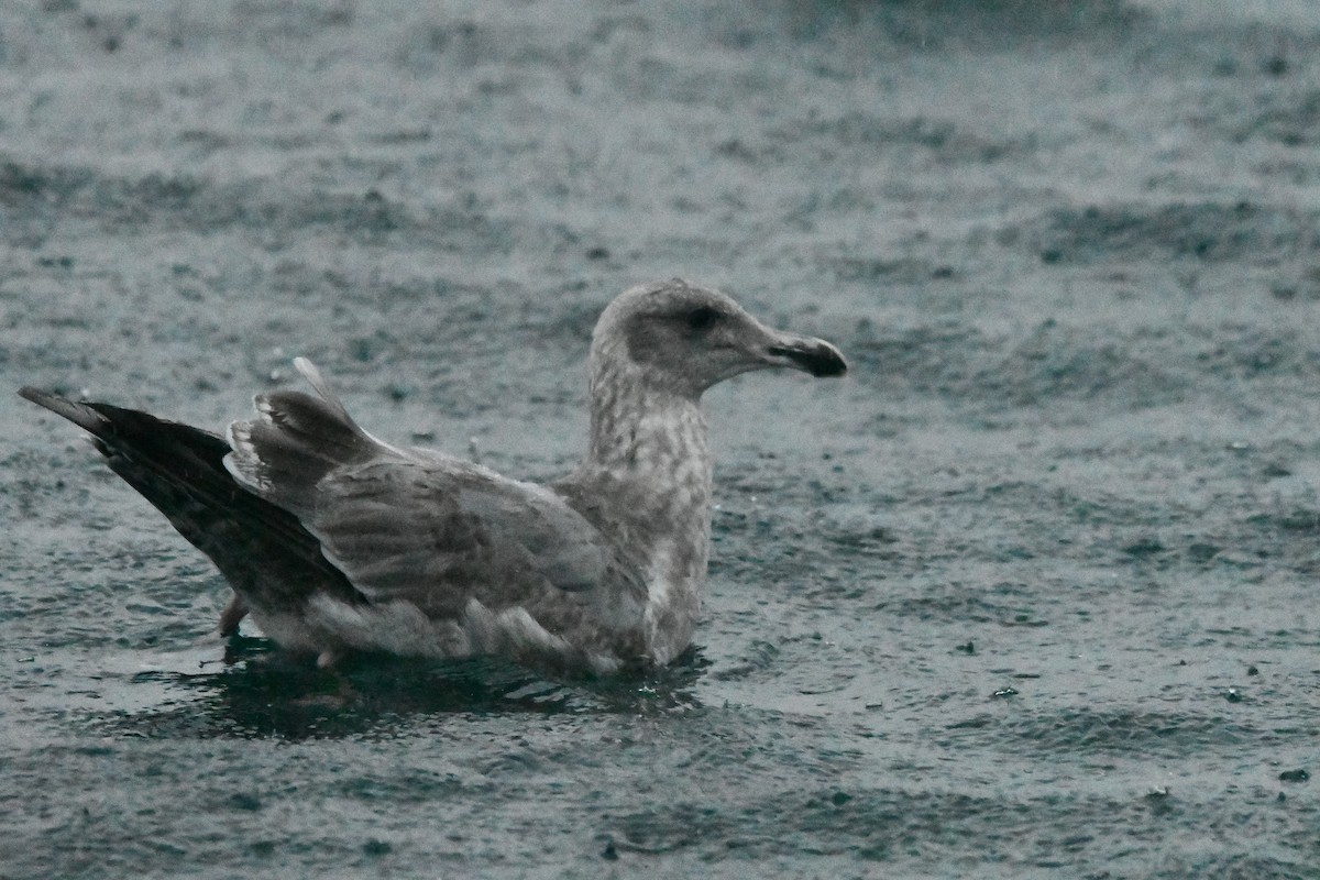 Western x Glaucous-winged Gull (hybrid) - ML647104799
