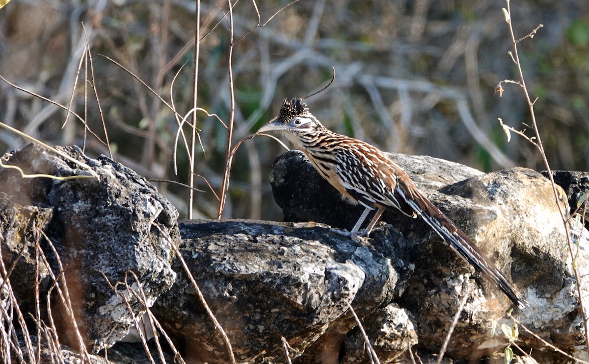 Lesser Roadrunner - ML647104800