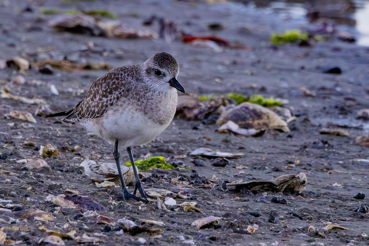 Wilson's Plover - ML647104801