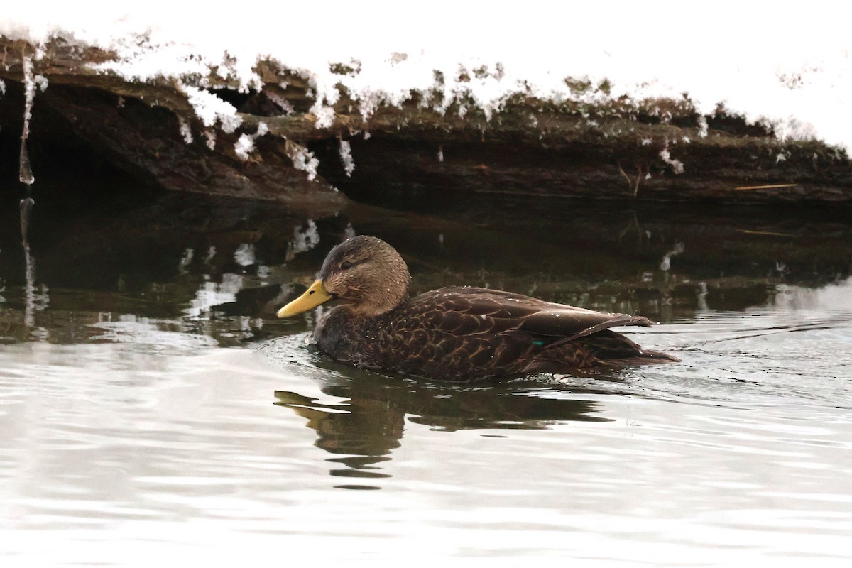 ברווז שחור אמריקני - ML647104802