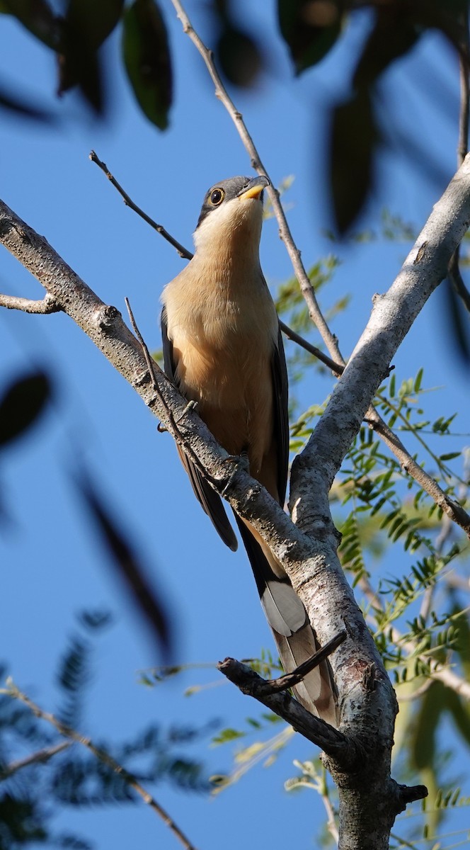 Mangrove Cuckoo - ML647104804