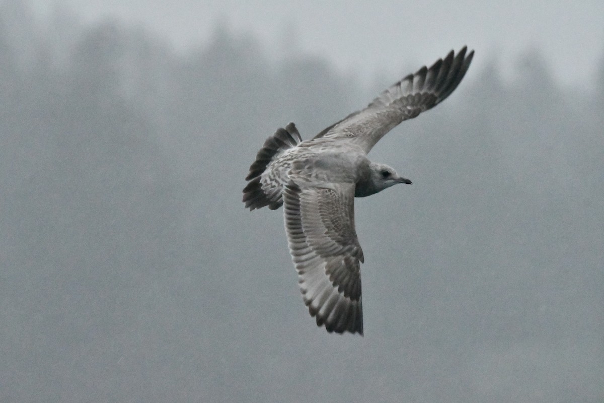 שחף אפרורי אמריקני - ML647104805