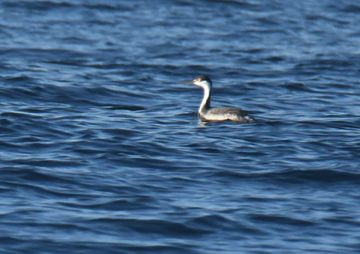 Western Grebe - ML647104807