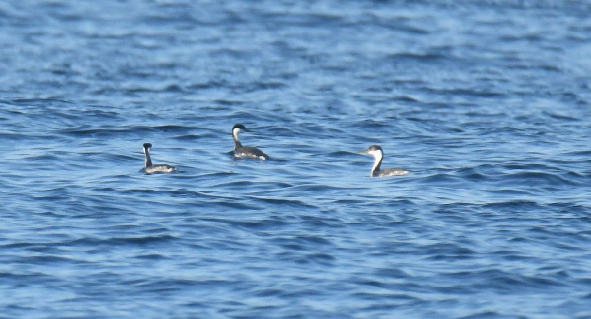 Western Grebe - ML647104808