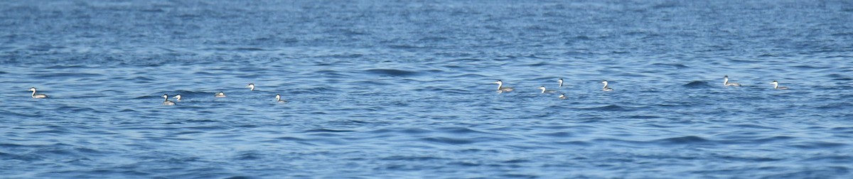 Western Grebe - ML647104809