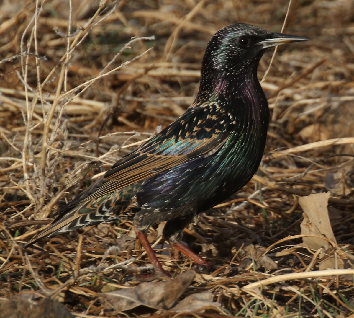 זרזיר מצוי - ML647104810