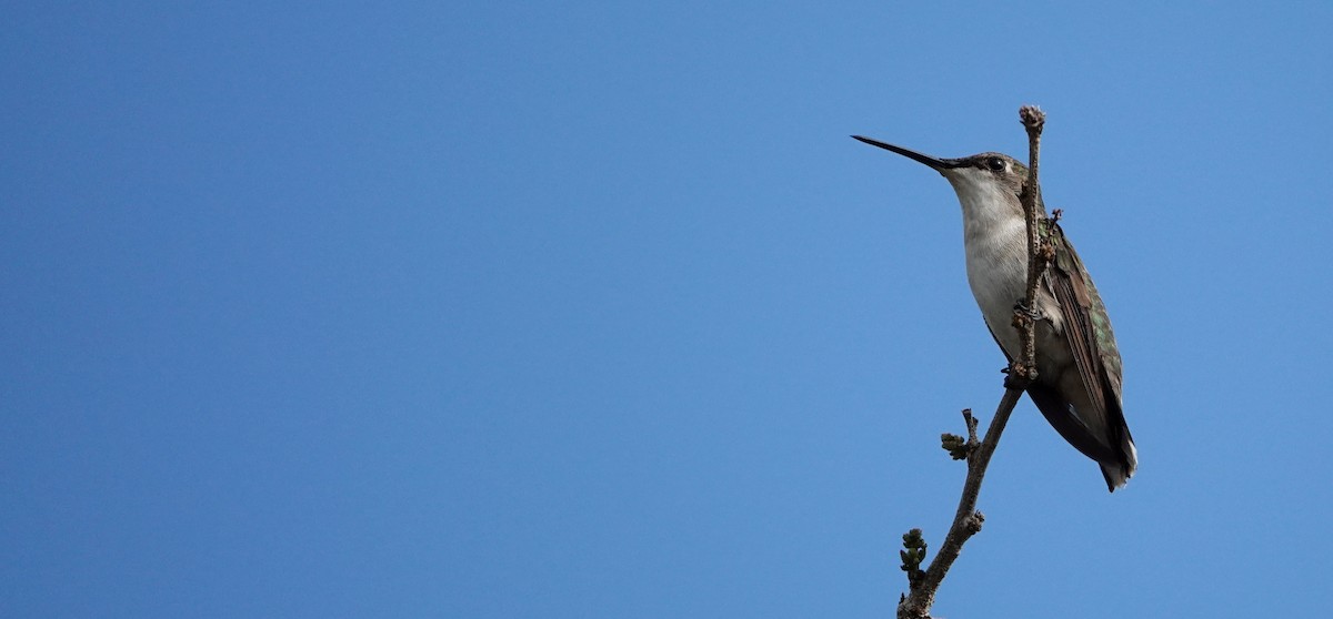 Ruby-throated Hummingbird - ML647104811