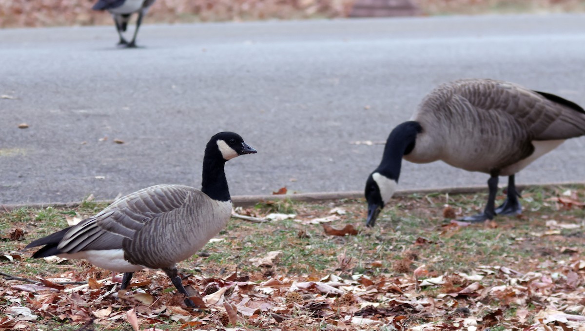 ברנטה גוצית - ML647104812