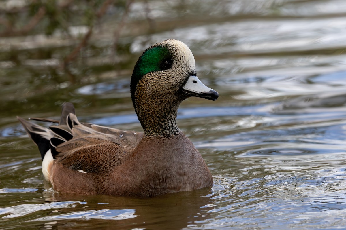 ברווז אמריקני - ML647104813