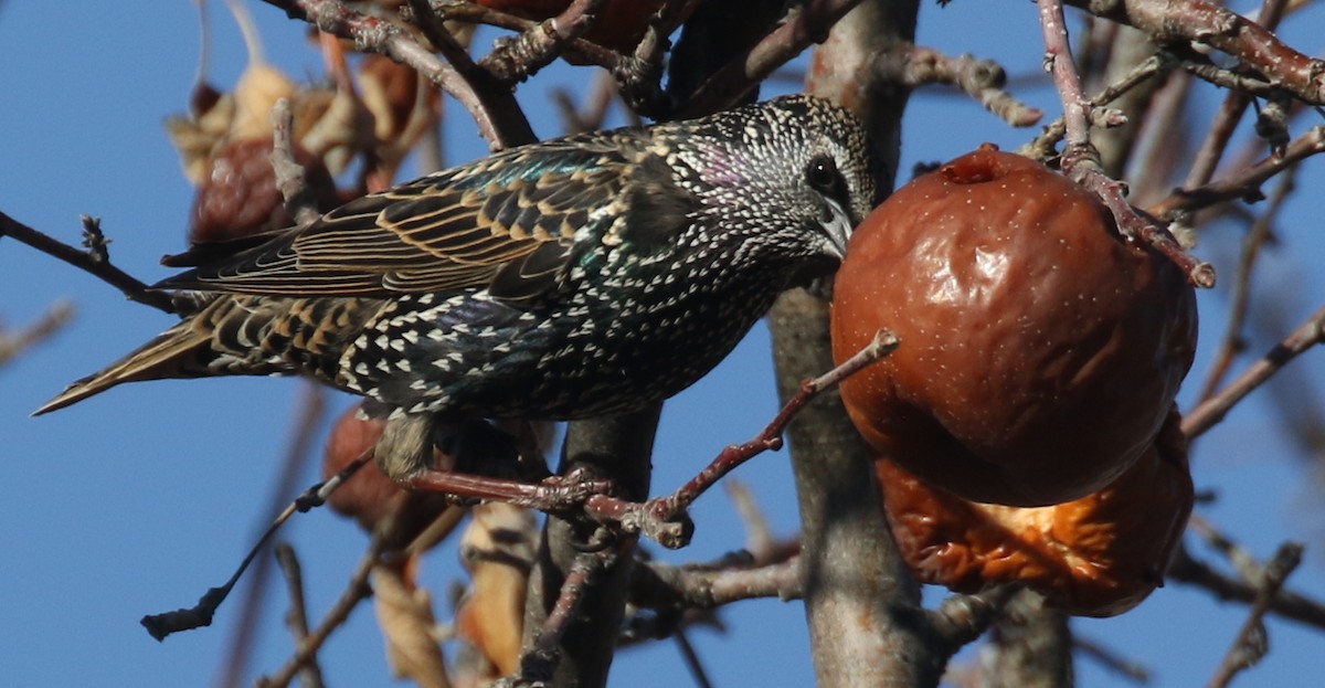 זרזיר מצוי - ML647104814