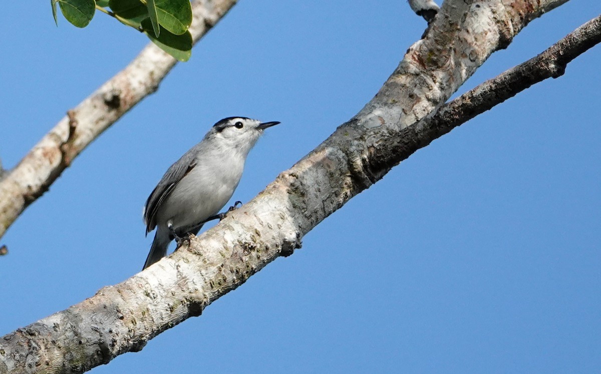 Yucatan Gnatcatcher - ML647104816