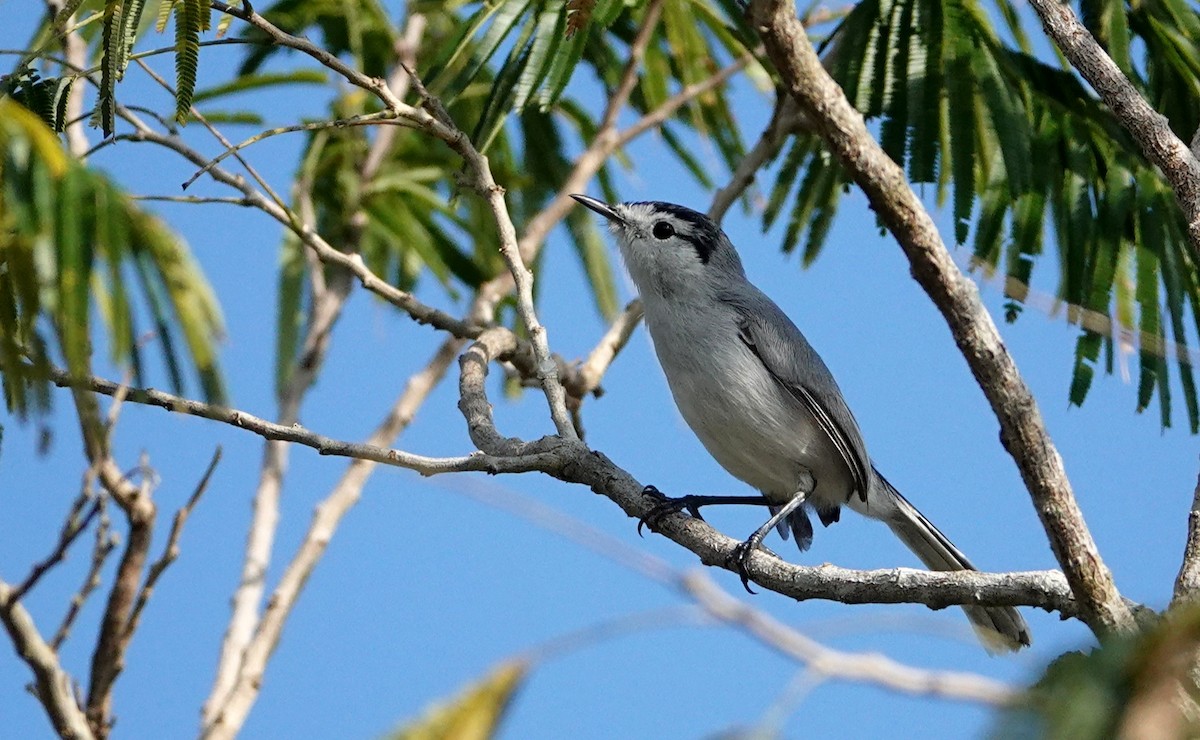 Yucatan Gnatcatcher - ML647104817