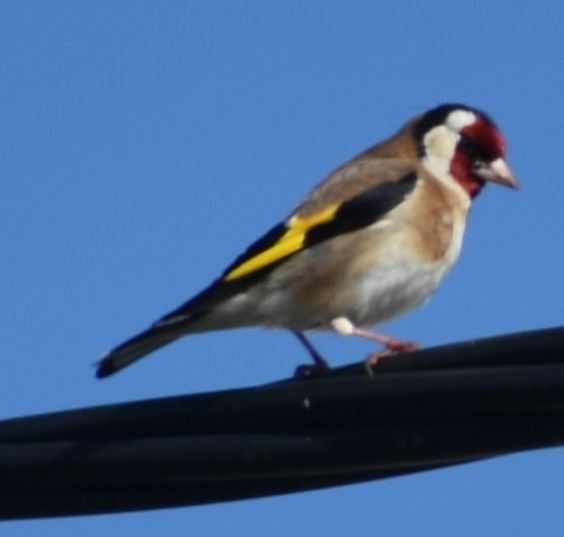 חוחית - ML647104818