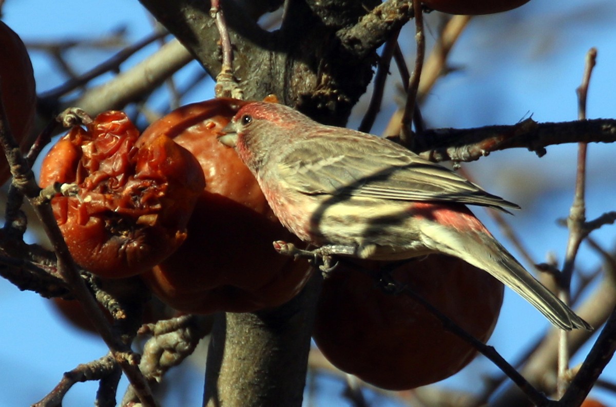 House Finch - ML647104822